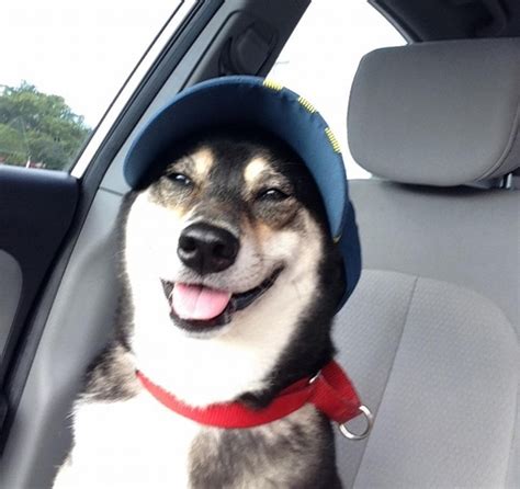 A Dog With A Hat Meme Guy