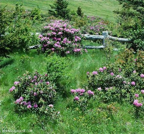 The Rhododendrons Of Roan Mountain