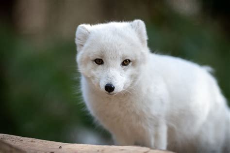 Arctic Fox Looking Across Eric Kilby Flickr