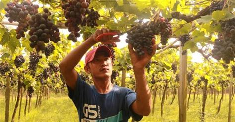 An independent, bilingual myanmar news agency delivering insightful stories. Grape growers feed an expanding wine market in Myanmar ...