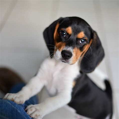 22 Photos Of Beagle Puppies That Will Make Your Heart Stop With
