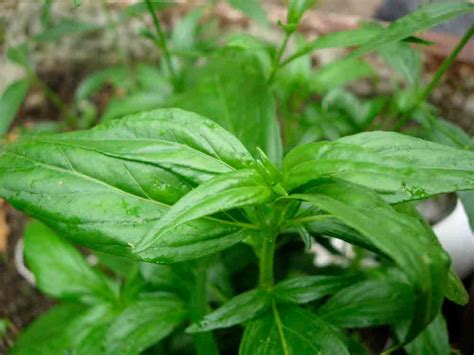 Manfaat Tanaman Sambiloto untuk Tubuh Kita ? | Jamu Asam Urat Herbal