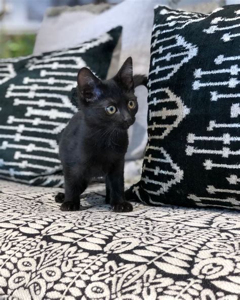 Black cats may have some trouble getting adopted, but they need a good home just like all kitties. #ArhausPets Popeye is one of the many adorable animals up ...