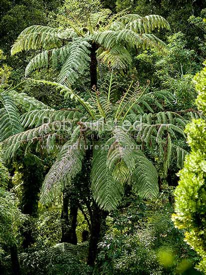 Mamaku Or Black Tree Ferns Cyathea Medullaris Growing On