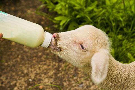 Lamb Feeding Experiences At Farm Parks 2023