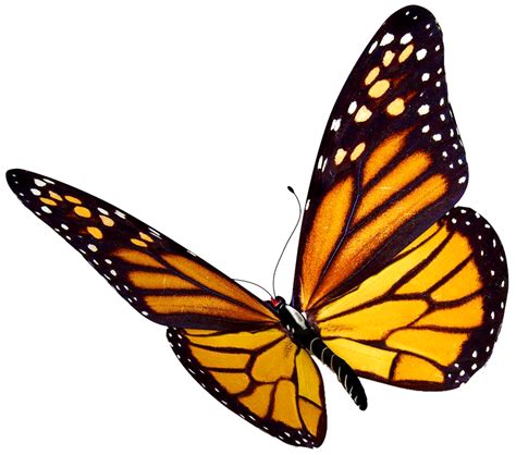 Monarch Butterfly Png Clipart Png All