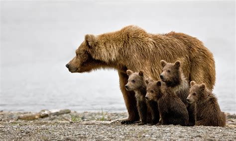 Grizzly Turnaround In The Cascades Defenders Of Wildlife