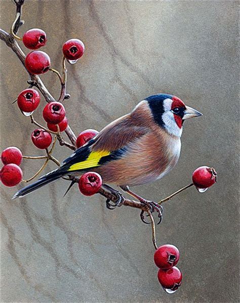 1000 Images About Birds On Pinterest Bird Art Watercolor Bird Bird