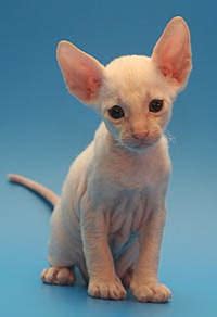 The sphynx is the most popular cat with no fur. Cornish Rex Cat - The Cat Without Fur | Cat Breeds And ...