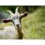HD Goat Wallpapers  Fun Animals Wiki Videos Pictures Stories