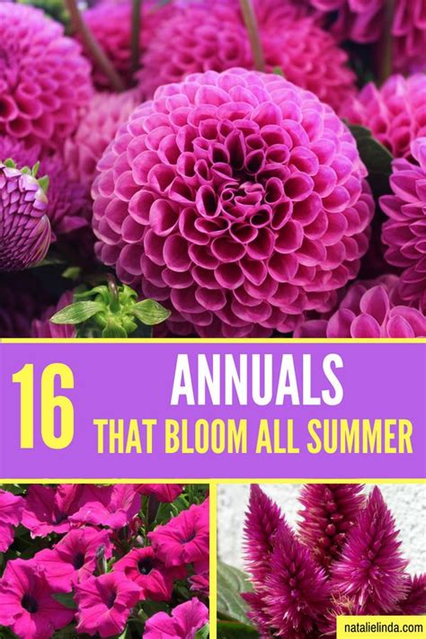 16 Annuals That Bloom All Summer Long Ideas Flowers