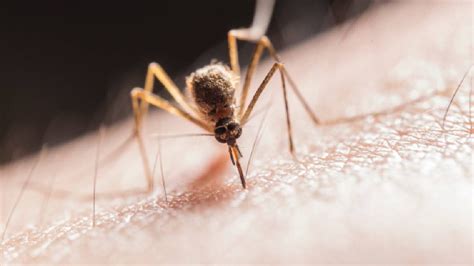 Mosquito Magnet कुछ चुनिंदा लोगों को मच्छर अधिक क्यों काटते हैं वैज्ञानिकों ने दिया जवाब Why