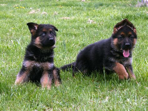 Champion Bloodline German Shepherd Puppies For Sale Petsidi