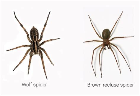 Wolf Spider Size Appearance Bite Facts And Pictures Wolf Spider