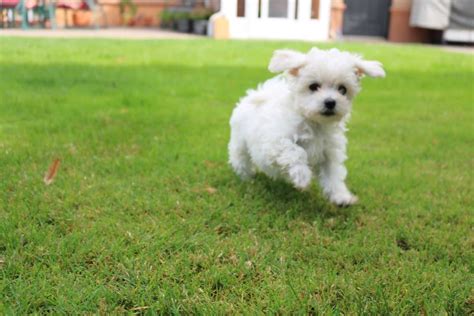 Quickly find the best offers for maltese bichon puppies for sale on findads.com.au. Maltese X Bichon White Male Puppy For Sale Oct 26th 2017 | Paradise Puppies