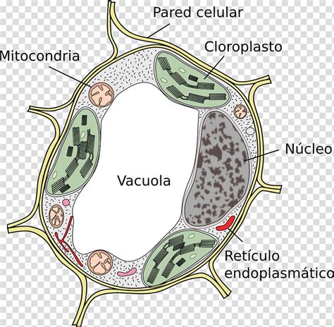 Check spelling or type a new query. Plant cell Vacuole Cèl·lula eucariota, plant transparent ...