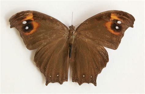 Butterflies Of Vietnam 34 Melanitis Leda Leda The Common Evening Brown