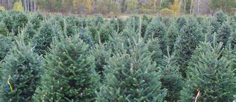 Balsam hill (home decor shop): Wholesale Christmas Trees - Sibgo Tree Company: High ...