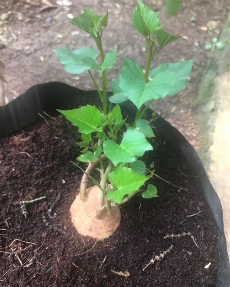 Cara Menanam Ubi Jalar Agar Berbuah Lebat Anggrek Dendrobium