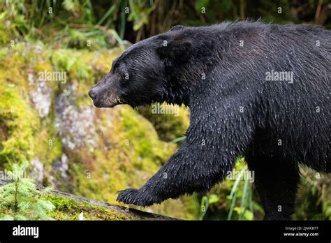 Alaska Tongass National Forest Anan Creek American Black Bear Wild