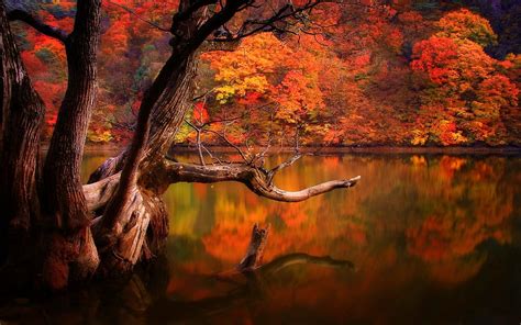 Old Tree On Autumn Lake