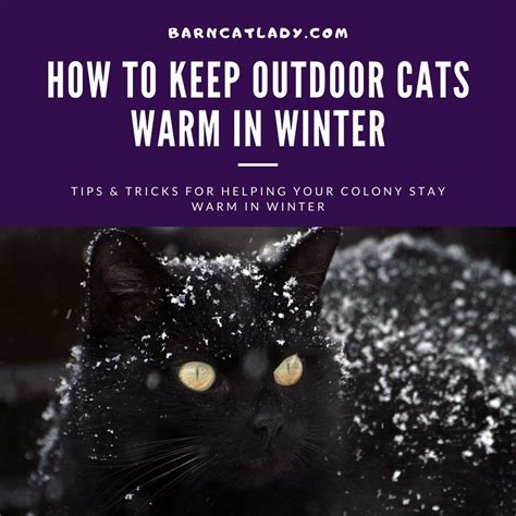 How To Keep Outdoor Cats Warm In Winter The Barn Cat Lady
