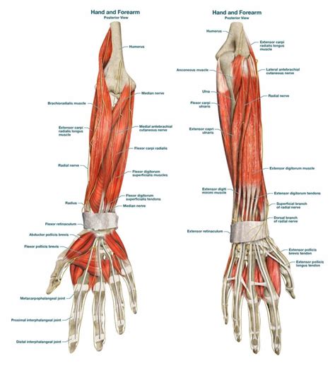 Muscles Of Arm Anterior Views Superficial Deep Layer