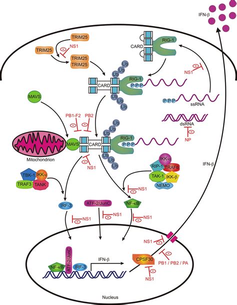 The Rig I Signaling Pathway And Inhibition By Influenza A Viruses Download Scientific Diagram