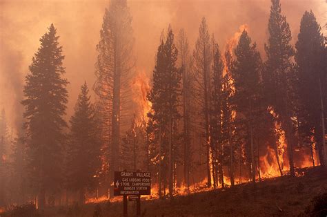 Ecología Del Fuego ¿son Perjudiciales Todos Los Incendios