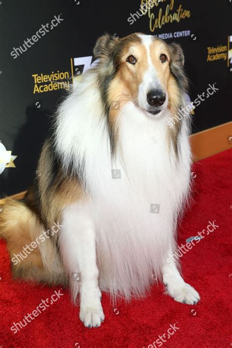 Lassie Arrives Television Academys 70th Anniversary Editorial Stock