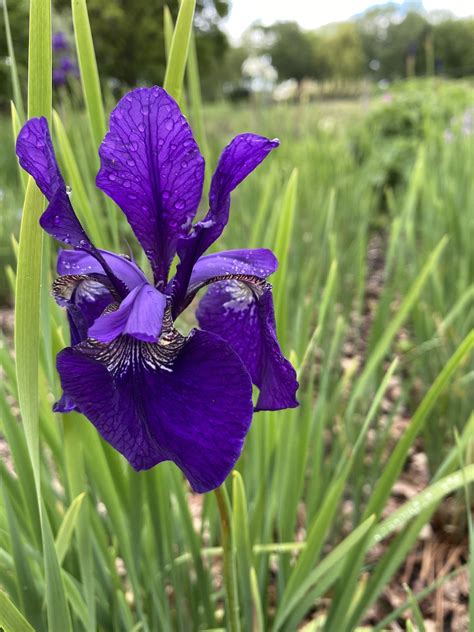 Iris Royal Blue Sib Beth Chattos Plants And Gardens