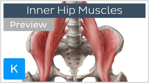 It's surprisingly hard to tell. Inner Hip Muscles (preview) - Human Anatomy | Kenhub - YouTube