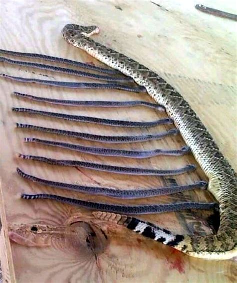 They are absent from the counties in. Durango Texas: At The Sweetwater Rattlesnake Roundup Watch ...