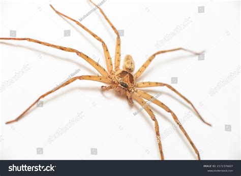 Pantropical Huntsman Spider Giant Crab Spider Foto Stok 2172376607