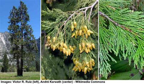 Types Of Cedar Trees With Identification Guide Pictures And Name Including False Cedar
