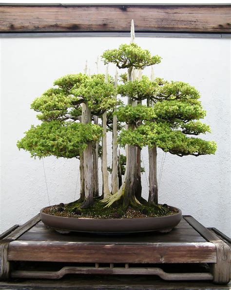 18 stunning and very rare bonsai trees