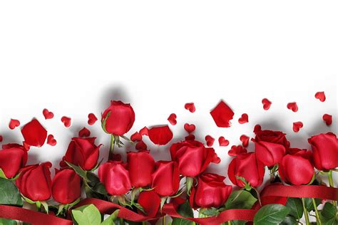 Of Red Roses With White Background High Resolution Hd Wallpaper