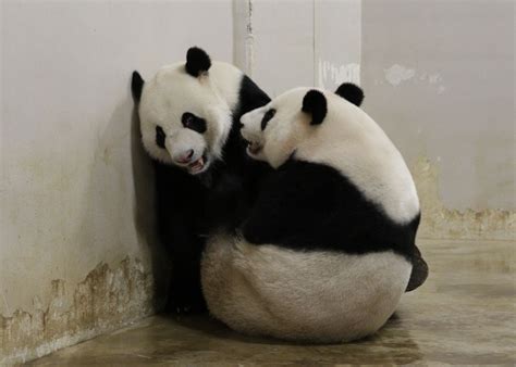 Panda Mating Season And Mating Behaviours Jia Panda Panda Bear