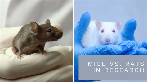 Whats The Difference Between Mice And Rats In Research