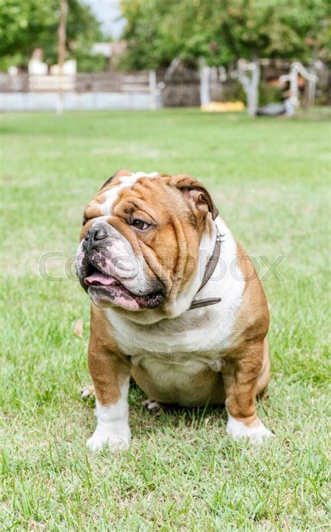 Portrait Of Adult English Bulldog In Stock Image Colourbox