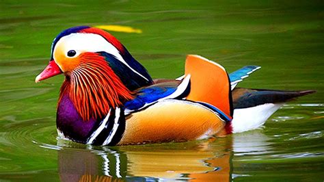 The Top Ten Most Beautiful Ducks In The World Otosection