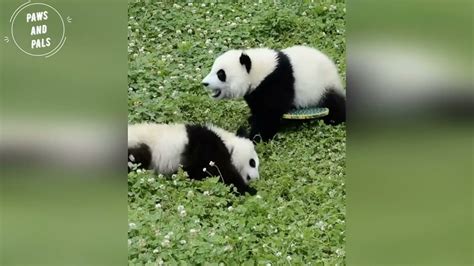Aww So Cute Baby Pandas Playing With Zookeeper Funny Baby