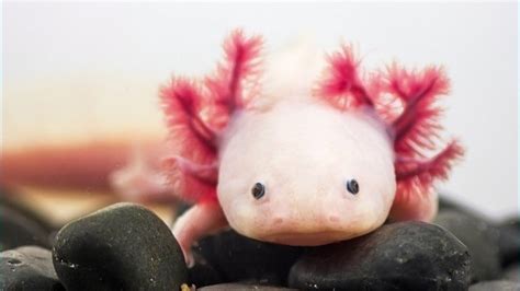 How To Make Your Own Lego Axolotl Mudfooted