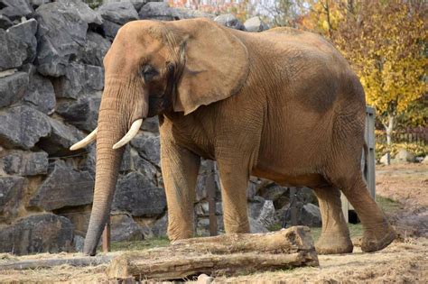 African Bush Elephant Animal Facts Loxodonta Africana Africana Az