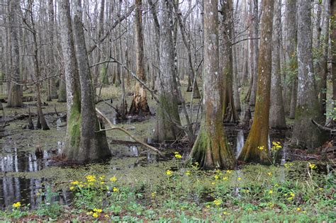 Maybe you would like to learn more about one of these? Exploring: Palmetto Island State Park | Dim Sum, Bagels ...