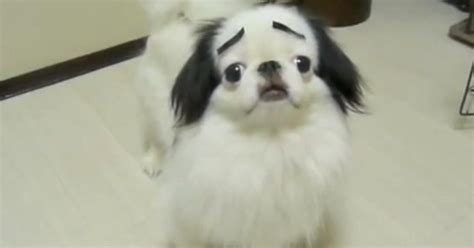 Rofl Cute Dog With Eyebrows Will Make You Laugh So Hard Cbs News