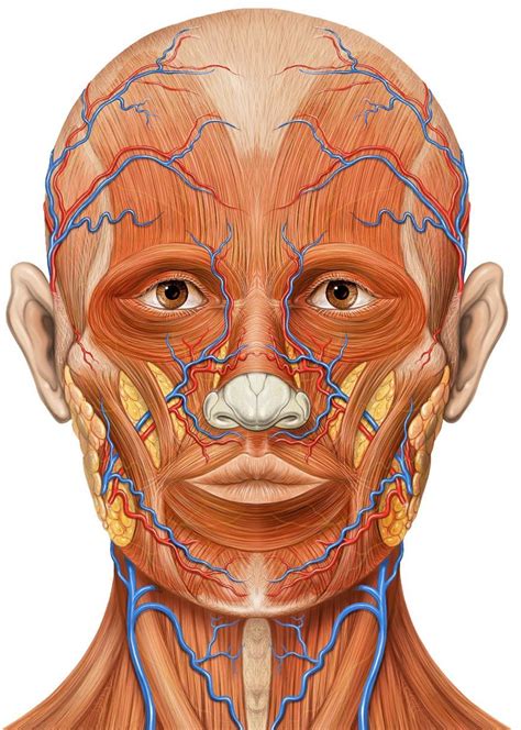 Anatomical Diagram Of The Muscles Of The Face Muscles Of The Face The Best Porn Website