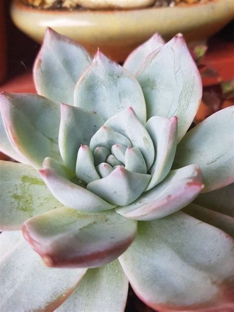 1 how much light does a cactus really need? 多肉 上的釘圖