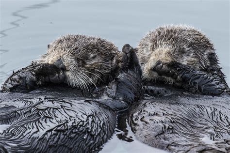 Sea Otters Holding Hands When They Sleep