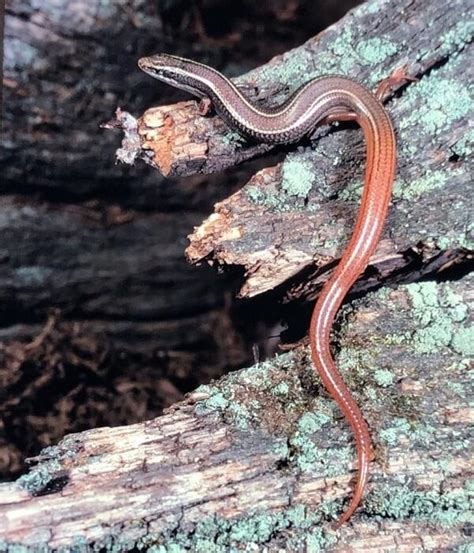 What Skinks Are There In Florida 9 Species With Photos
